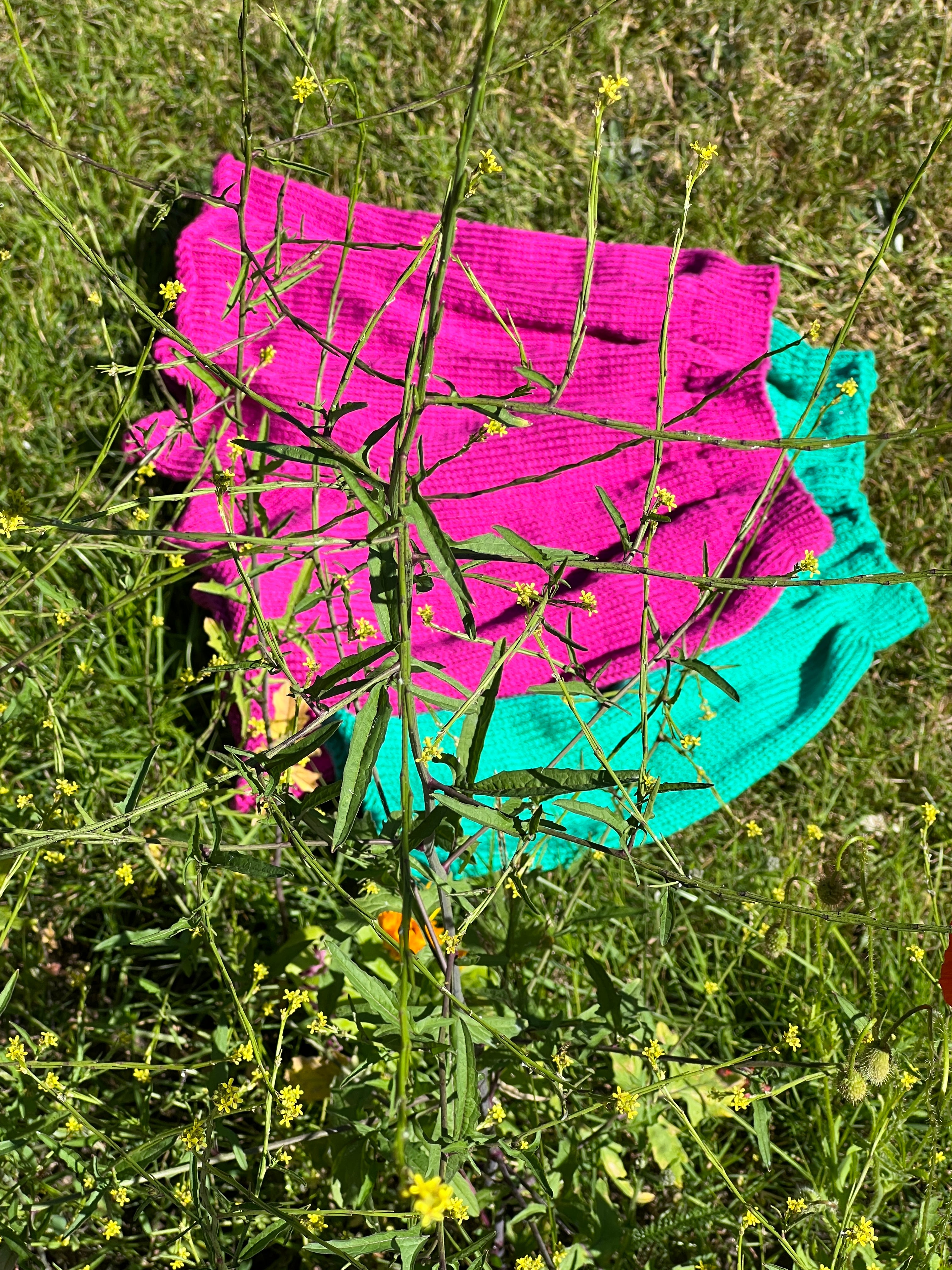 Ready to ship - Vacation Shorts